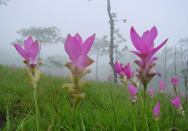 ทุ่งดอกกระเจียว อุทยานแห่งชาติป่าหินงาม